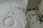 Bestrijd mieren in huis met deze eenvoudige truc