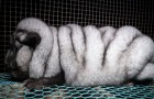 Volpi geneticamente modificate: svelata un'orribile verità dietro il mercato delle pellicce
