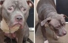 Een camera filmt het moment waarop deze hond weet dat ze in een kennel wordt achtergelaten