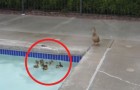 Video  Ducks