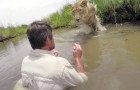 7 ans après avoir sauvé une lionne il la retrouve dans les eaux d'une rivière: les retrouvailles sont à couper le souffle.