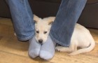 Sbadiglia, ci fissa, si appoggia sui nostri piedi: 8 modi in cui il cane ci sta comunicando qualcosa