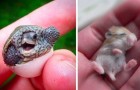 15 animaux nouveau-nés qui ne devraient pas être autorisés à être aussi mignons