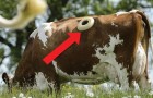 Avez-vous déjà entendu parler de la vache à hublot? Voici en quoi consiste la pratique de la fistulation