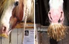 18 chevaux avec des moustaches qui vous feront sourire à coup sûr