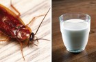 Wetenschappers voorspellen dat kakkerlakkenmelk het voedsel van de toekomst is