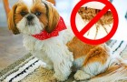Il vostro cane ha le pulci? Ecco 4 rimedi naturali per eliminarle
