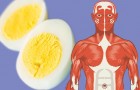 8 cose che accadono al tuo corpo quando inizi a mangiare 2 uova al giorno