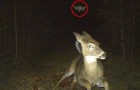 Hidden cameras captured 18 images that reveal what animals do when 