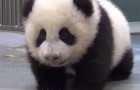 Mama Panda bringt ihr Kleines ins Bet