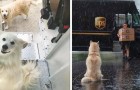 I corrieri UPS hanno creato una pagina dolcissima su cui postano le foto con i cani che incontrano