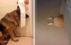 21 dogs that are convinced that 