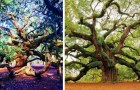 Cet énorme chêne vieux de 400 ans est l'un des êtres vivants les plus fascinants sur Terre