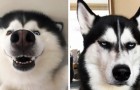 16 foto che dimostrano l'incredibile espressività di cui gli husky sono capaci