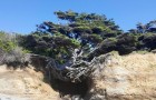 De Boom van Kalaloch: een enorme dennenboom die het leven niet opgeeft, ook al wordt het opgeslokt door een kloof