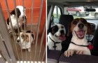 15 photos d'animaux avant et après leur adoption dans un refuge