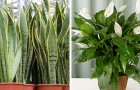 Vidéos de Jardinage