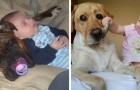 11 foto's die aantonen dat het voor een hond of kat moeilijk is samen te leven met een kind 