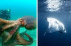 15 foto che ti faranno temere il mare come mai prima d'ora