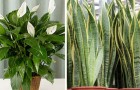 Diese Zimmerpflanzen verbessern unsere Luftqualität zuhause