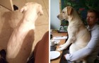 20 dogs that just cannot respect their owner's personal space