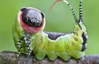12 insectes que la nature a dû créer quand elle était de bonne humeur