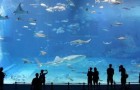 Das zweitgrößte Aquarium der Welt