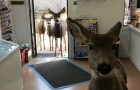 Video di Cervi