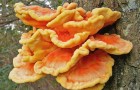 Lo chiamano 'Il pollo dei boschi': questo fungo ha lo stesso sapore della carne