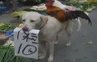 Hund verkauft Hühner in China
