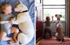 Ce chien maltraité a retrouvé la sérénité à côté d'un bébé: leurs photos sont adorables