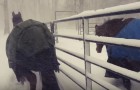 He lets his horses out during a snowfall, but the reaction is not what he expected ...