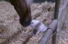 Video Cavalli