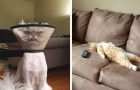 20+ photos of cats doing the type of things cat owners are well acquainted with! 