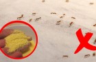 3 façons inoffensives de se débarrasser des insectes les plus courants que nous trouvons dans les maisons