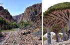 Socotra, una meravigliosa isola così remota da risultare 