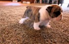 Bulldog ingleses aprenden a caminar