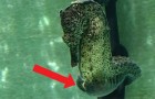 Papa Seepferdchen bereitet sich auf die Geburt vor: wenige Sekunden später findet das kleine Wunder statt