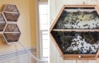 Questa azienda permette d'installare delle arnie in salotto e guardare le api salvare il mondo