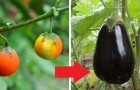 9 impressive images show us how fruits and vegetables have changed over the centuries