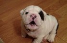 Diese Baby-Bulldogge ist ziemlich anspruchsvoll