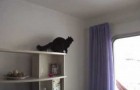 Eine Katze und ihre Mission Impossible