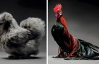 Deux professionnels prennent des centaines de photos de poulets : leur beauté va vous étonner