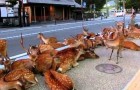A herd of deer occupying the road in Japan