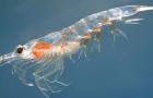 Dit beestje is medeverantwoordelijk voor de plasticvervuiling in zee, maar hij is pas nu ontdekt