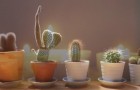 Video de Ambiente