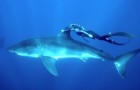 Der weiße Hai und eine mutige Schwimmerin