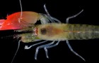 Des chercheurs découvrent l'existence de la crevette 'Pink Floyd', capable de tuer avec un son assourdissant