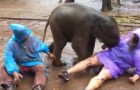 Video Elefante