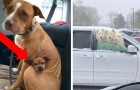 20 foto divertenti di cani che faranno prendere alla tua giornata tutt'altra piega